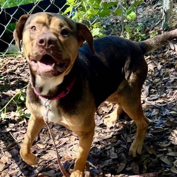 Brewster -  Mixed Breed Dog for Adoption in Summerville, South Carolina - Brewster | PetCurious