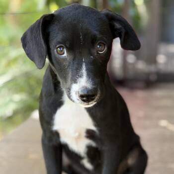 Jane- Would love a family with kids -  Labrador Retriever Dog for Adoption in Mettawa, Illinois - Jane- Would Love A Family With Kids | PetCurious