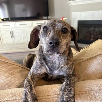 Fifi -  Terrier Dog for Adoption in Houston, Texas - Fifi | PetCurious