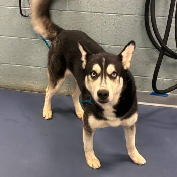Chips & Dip -  Husky Dog for Adoption in Greensboro, North Carolina - Chips & Dip | PetCurious