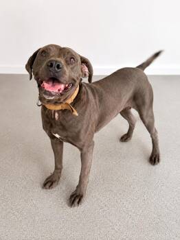 Blue -  Mixed Breed Dog for Adoption in Thomson, Georgia - Blue | PetCurious