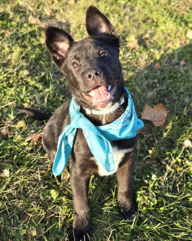 Rescue Shepherd Dogs for Adoption in Cuyahoga Falls, Ohio - Puppy Rolo | PetCurious