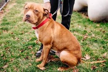Sir Wiggles -  Mixed Breed Dog for Adoption in West Chester, Pennsylvania - Sir Wiggles | PetCurious