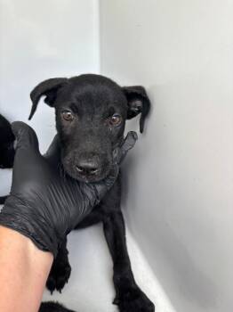 Frankie -  Black Labrador Retriever Dog for Adoption in Mobile, Alabama - Frankie | PetCurious