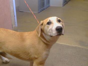 BAM BAM -  Labrador Retriever and Anatolian Shepherd Dog for Adoption in Sacramento, California - BAM BAM | PetCurious