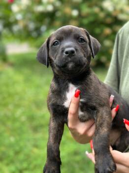 Black Mouth Cur Dogs Available for Adoption in Byrdstown, Tennessee - Carson | PetCurious