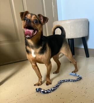 Suko -  Chihuahua and Pug Dog for Adoption in Blountville, Tennessee - Suko | PetCurious