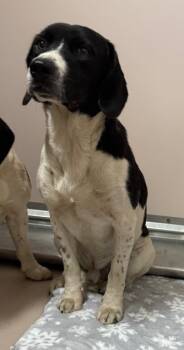 Rescue Pointer and Mixed Breed Dogs for Adoption in Sherwood, Arkansas - Cletus | PetCurious