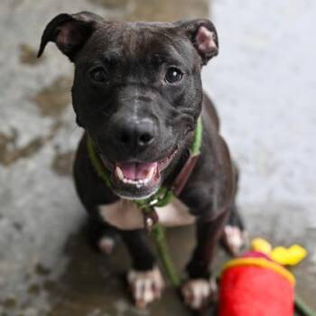 Mixed Breed Dogs Available for Adoption in Chamblee, Georgia - Fireworks | PetCurious