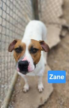 Zane -  Hound and Mixed Breed Dog for Adoption in Clinton, Missouri - Zane | PetCurious