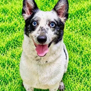 Zeke -  Australian Cattle Dog Blue Heeler Dog for Adoption in Battle Creek, Michigan - Zeke | PetCurious