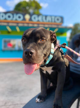 Rescue Mixed Breed Dogs for Adoption in Cincinnati, Ohio - Dragonfruit | PetCurious