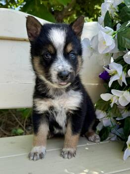 Australian Cattle Dog Blue Heeler Dogs Available for Adoption in Kiowa, Oklahoma - Rollie  | PetCurious