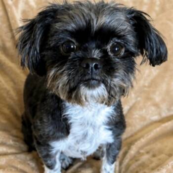 Shih Tzu Dogs Available for Adoption in Pelham, New Hampshire - Coco Chanel | PetCurious