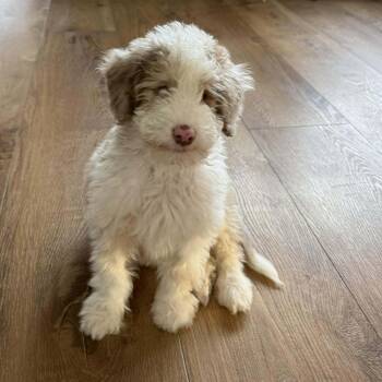 Rescue Aussiedoodle Dogs for Adoption in Hilton, New York - Biscuit | PetCurious
