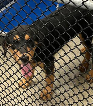 Rescue Rottweiler and Husky Dogs for Adoption in Sterling, Massachusetts - Isla 5 Months ( Avail 11/26) | PetCurious