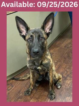 Dog Kennel #37 -  Dutch Shepherd and Mixed Breed Dog for Adoption in Greenville, Texas - Dog Kennel #37 | PetCurious