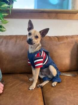 Chihuahua and Black Mouth Cur Dogs Available for Adoption - Major Snugglebottom Underbite  | PetCurious