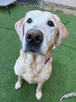 Yellow Labrador Retriever Dogs Available for Adoption - Luke | PetCurious