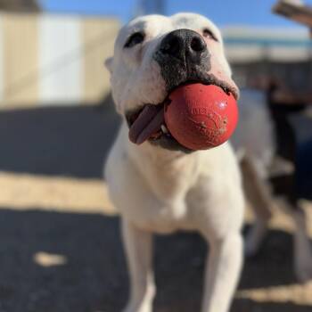 Franklin -  English Bulldog and Mixed Breed Dog for Adoption in Wickenburg, Arizona - Franklin | PetCurious