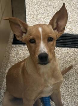 BERETTA -  German Shepherd Dog and Mixed Breed Dog for Adoption in Pueblo, Colorado - BERETTA | PetCurious