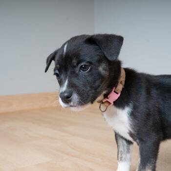 Kia D69690 -  Shepherd Dog for Adoption in Minnetonka, Minnesota - Kia D69690 | PetCurious