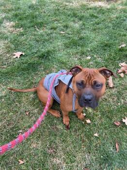 Red -  Pit Bull Terrier Dog for Adoption in Bloomington, Indiana - Red | PetCurious