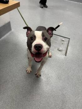 CHIEF BONGO -  Pit Bull Terrier Dog for Adoption in Indianapolis, Indiana - CHIEF BONGO | PetCurious