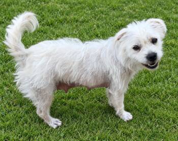 Marina -  Maltese and West Highland White Terrier Westie Dog for Adoption in Palo Alto, California - Marina | PetCurious