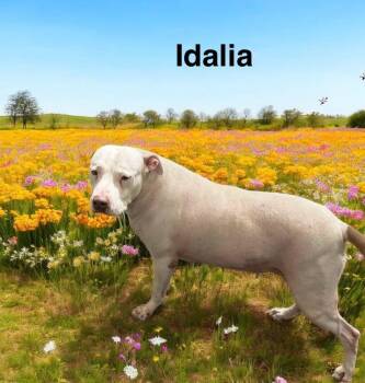 Rescue American Bulldog Dogs for Adoption in Eloise, Florida - Idalia | PetCurious