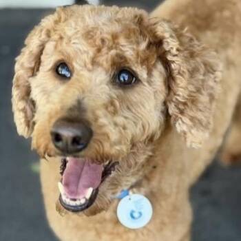 Lisa -  Goldendoodle Dog Available for Adoption in Larkfield-wikiup, California - Lisa | PetCurious