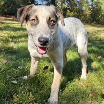 Rescue Mixed Breed Dogs for Adoption in Bonifay, Florida - Matilda (Coming Soon) | PetCurious