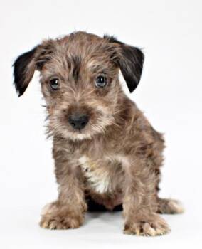 Skeeter -  Chihuahua and Mixed Breed Dog for Adoption in Morton Grove, Illinois - Skeeter | PetCurious