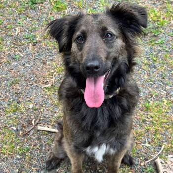 Cocoa -  Retriever and Mixed Breed Dog for Adoption in Lions Bay, British Columbia - Cocoa | PetCurious