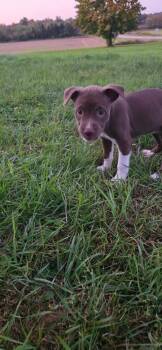 Skywalker -  Pit Bull Terrier Dog for Adoption in New London, Wisconsin - Skywalker | PetCurious