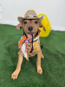 German Pinscher and Labrador Retriever Dogs Available for Adoption in Carlsbad, California - Henry | PetCurious