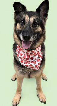 Pocahontas -  German Shepherd Dog Dog for Adoption in Hamilton, Ohio - Pocahontas | PetCurious