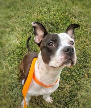THE GOVERNA -  Pit Bull Terrier and Mixed Breed Dog for Adoption in Dayton, Ohio - THE GOVERNA | PetCurious