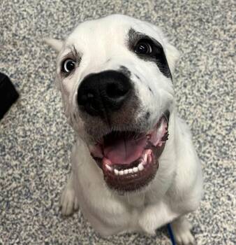 Coleslaw -  Great Dane Dog for Adoption in Golden, Colorado - Coleslaw | PetCurious