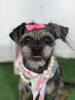 Miss Bianca-One of our Amazing Rescue Dogs -  Brussels Griffon and Border Terrier Dog for Adoption in Carlsbad, California - Miss Bianca-One Of Our Amazing Rescue Dogs | PetCurious