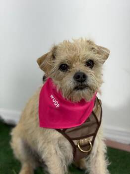 Maximus-One of our Amazing Rescue Dogs -  Border Terrier and Mixed Breed Dog for Adoption in Carlsbad, California - Maximus-One Of Our Amazing Rescue Dogs | PetCurious