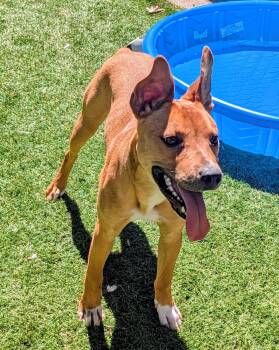Terrier Dogs Available for Adoption in Mt. Juliet, Tennessee - Ace | PetCurious