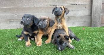 German Shepherd Dog and Husky Dogs Available for Adoption in Los Angeles, California - Angel | PetCurious