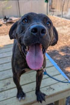 Ringo -  Mixed Breed Dog for Adoption in Cincinnati, Ohio - Ringo | PetCurious