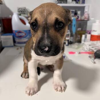 Mixed Breed Dogs Available for Adoption - Finch | PetCurious