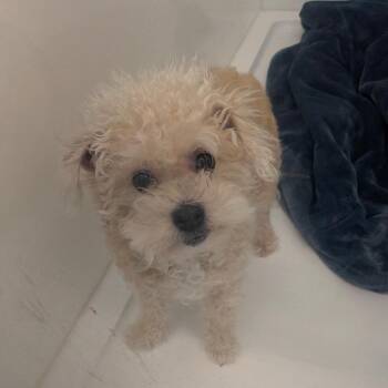 Bailey -  Poodle Dog for Adoption in Chico, California - Bailey | PetCurious