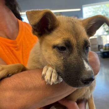 Kiwi -  Shepherd Dog for Adoption in Kingman, Arizona - Kiwi | PetCurious