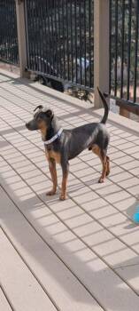 Chihuahua Dogs Available for Adoption - Henry 3 | PetCurious