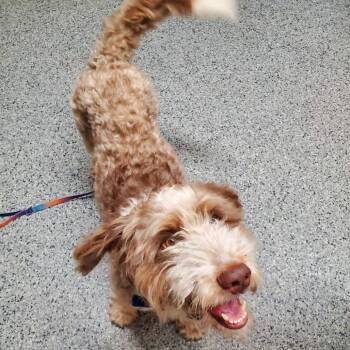 Rufus -  Poodle and Australian Shepherd Dog for Adoption in Mondovi, Wisconsin - Rufus | PetCurious