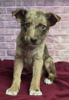 Mantis -  Australian Shepherd Dog for Adoption in Sedalia, Colorado - Mantis | PetCurious